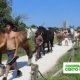 Vivaio La Serra Cento Fiori Rimini ospita cavalli Cirque Bidon