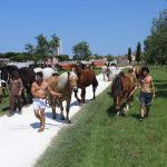 Cavalli portati verso la Serra Cento Fiori di Rimini