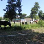 Cavalli pascolano accanto al vivaio La Serra Cento Fiori a Rimini