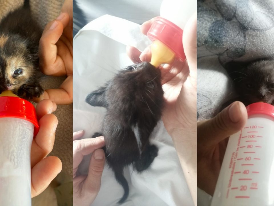 Cuccioli di gatto allattati nei canili gestiti da Cento Fiori