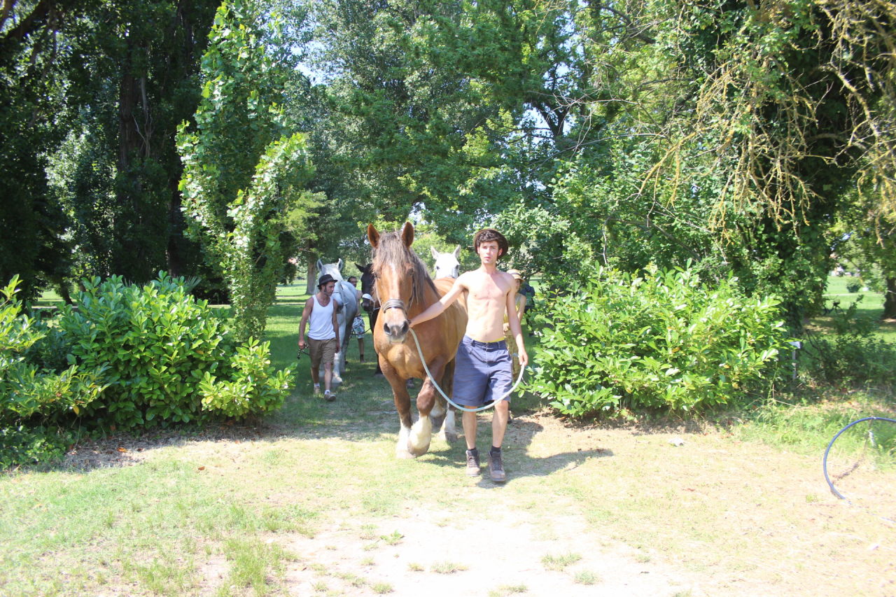 I cavalli entrano nel terreno gestito da La Serra Cento Fiori di Rimini